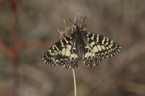Réf. 82 947 : Zerynthia polyxena