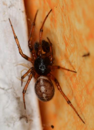 Steatoda bipunctata