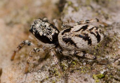 Salticus cingulatus
