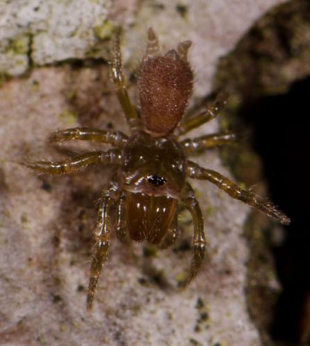 Atypus sp.