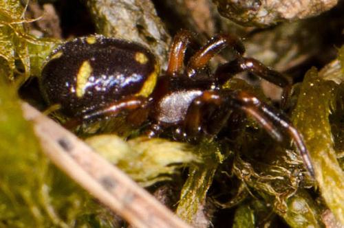 Asagena phalerata