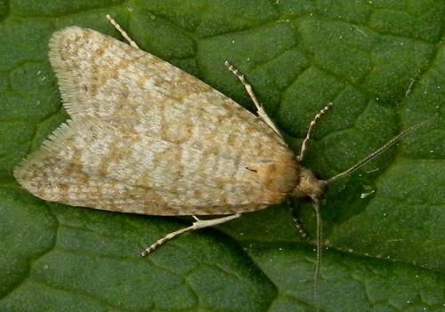 Isotrias stramentana