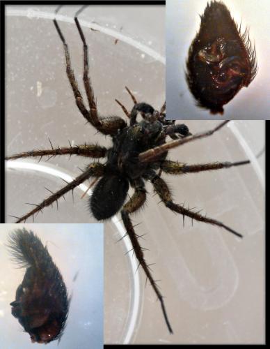 Pardosa paludicola