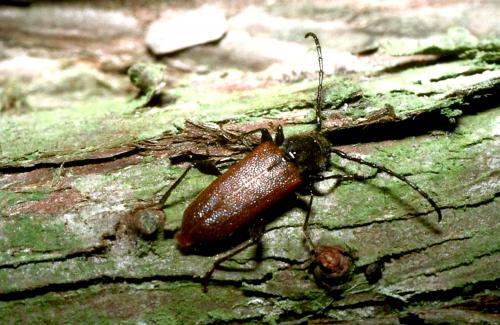 Callidiellum rufipenne