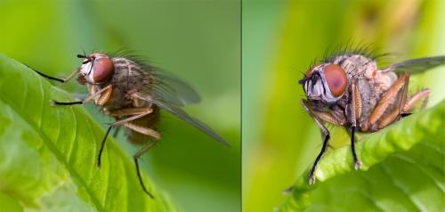 Helina sp.