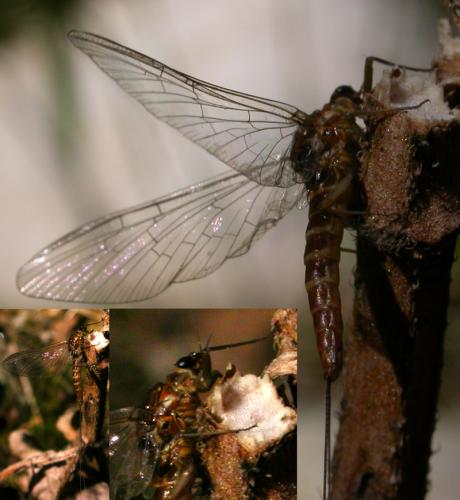 Baetis sp.