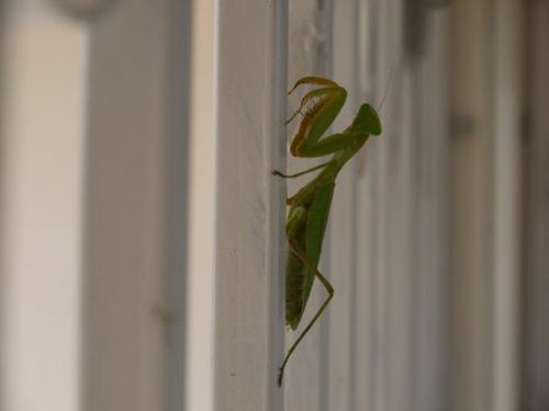Réf. 82 581 : Sphodromantis sp.