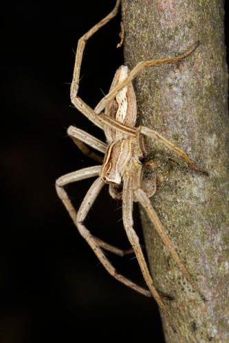 Pisaura mirabilis