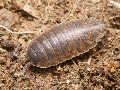 Réf. 82 689 : Porcellio orarum