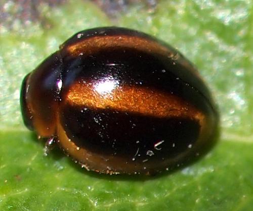 Brumoides sp.