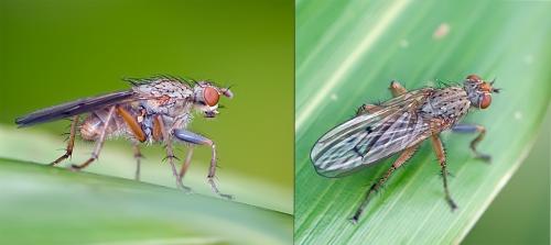 Scathophaga furcata