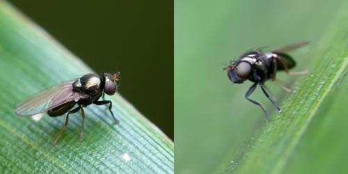 Réf. 82 542 : Psilopa nitidula