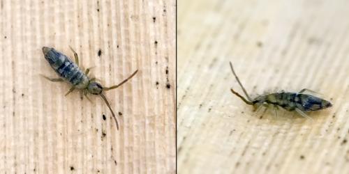 Entomobrya nivalis