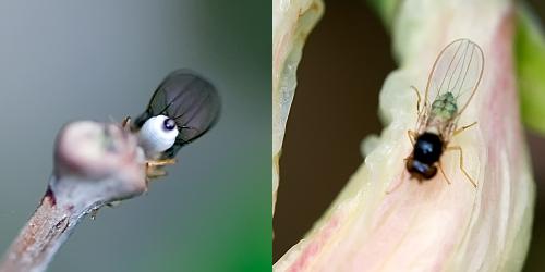 Asteia amoena