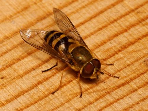 Syrphus vitripennis