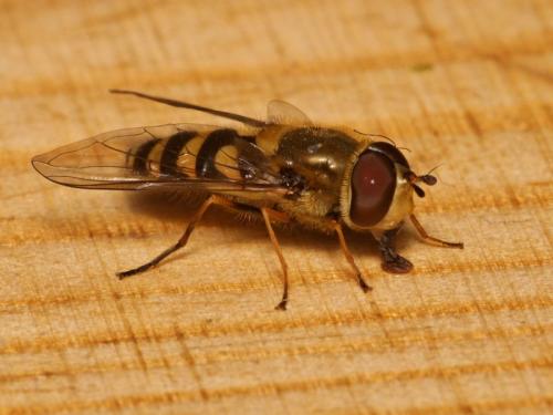Réf. 82 457 : Syrphus vitripennis