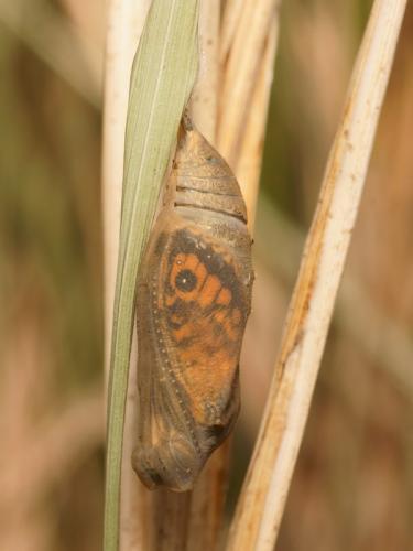 Lasiommata megera