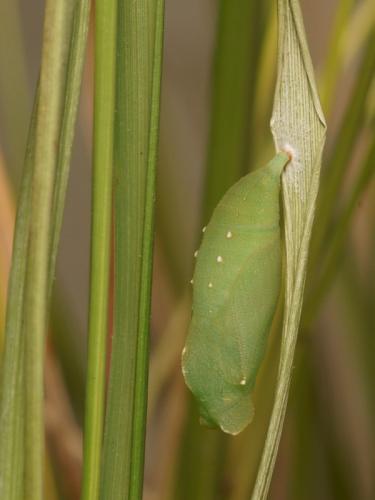 Lasiommata megera
