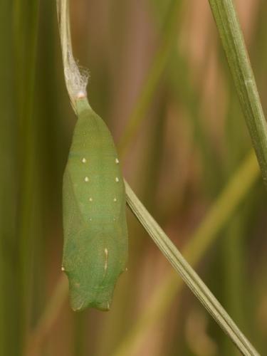 Lasiommata megera