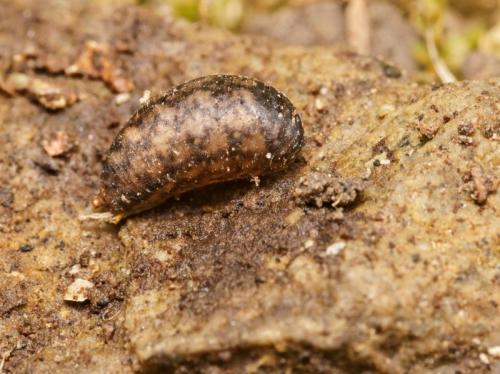 Réf. 82 455 : Syrphus vitripennis