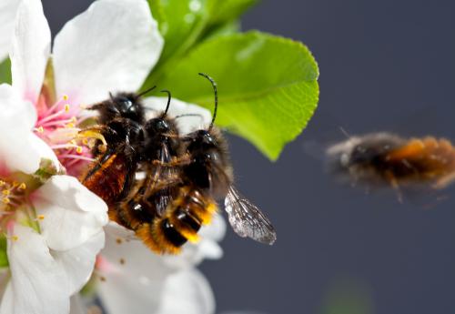 Osmia cornuta