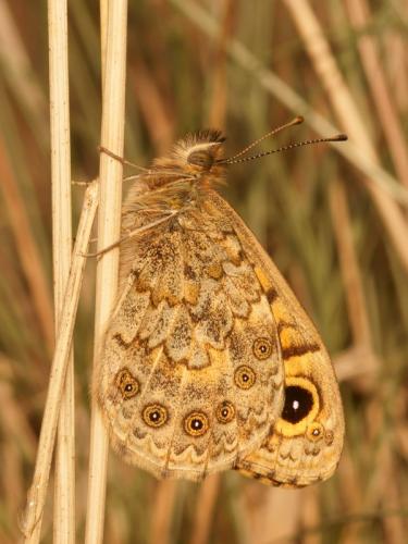 Lasiommata megera