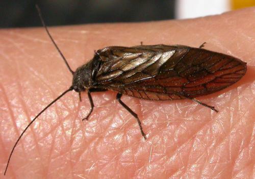 Réf. 82 785 : Sialis sp.