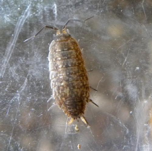 Caeroplastes porphyrivagus