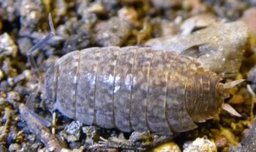 Caeroplastes porphyrivagus