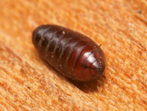 Phaonia subventa