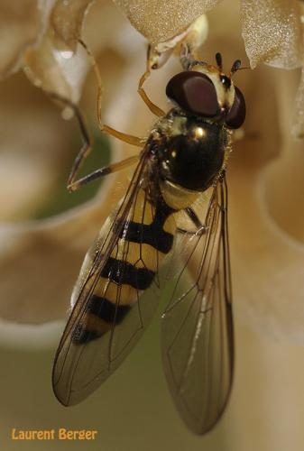 Réf. 82 245 : Meliscaeva cinctella