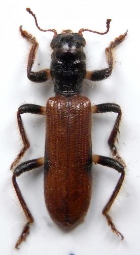 Opilo triangulus