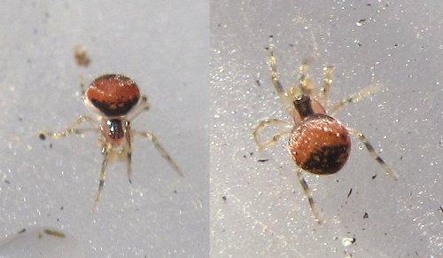 Paidiscura pallens