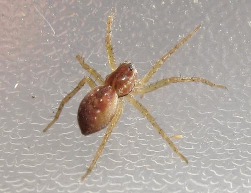 Dolomedes sp.
