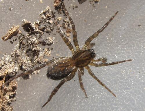 Pirata sp.
