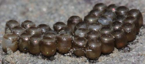 Picromerus bidens