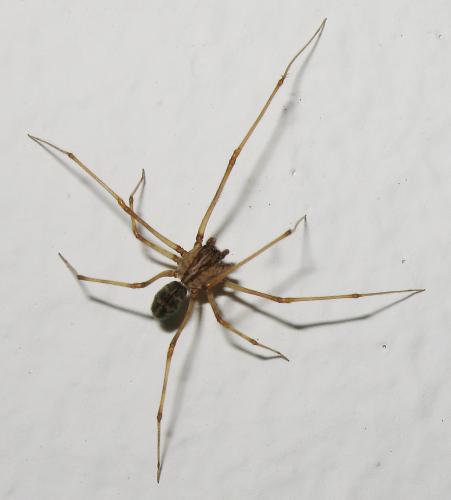 Réf. 82 458 : Scytodes sp.