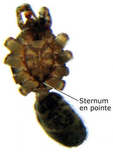 Réf. 82 465 : Scytodes sp.