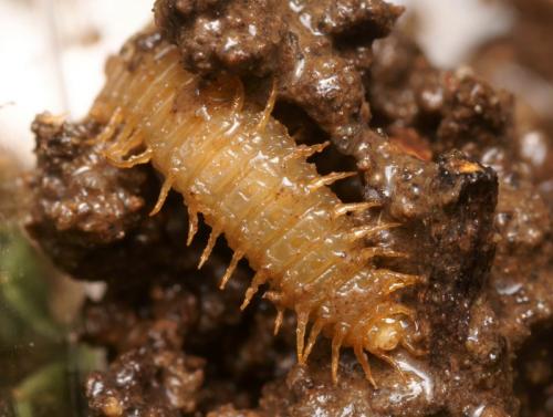 Henia vesuviana