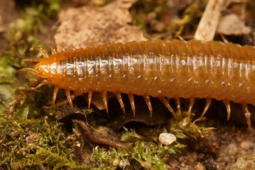 Henia vesuviana