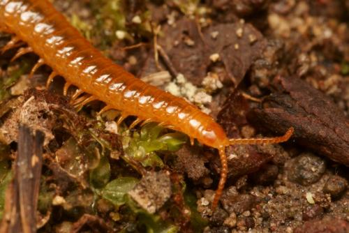 Henia vesuviana