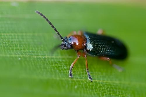 Oulema sp.
