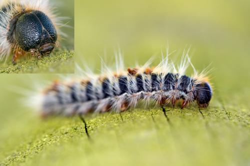 Thaumetopoea pityocampa