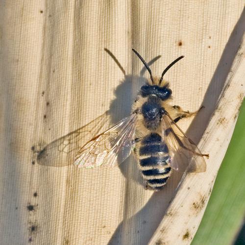 Andrena flavipes