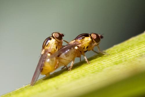 Thaumatomyia sp.