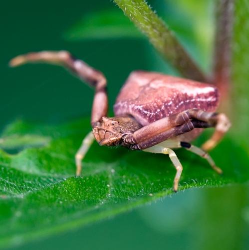 Réf. 82 354 : Pistius truncatus