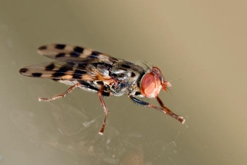 Réf. 82 034 : Ceroxys hortulana