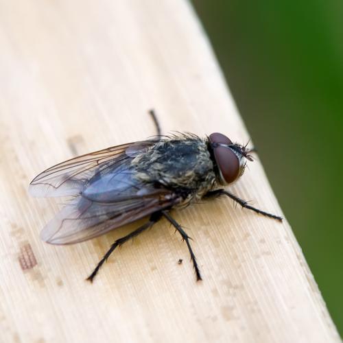 Réf. 82 239 : Pollenia sp.
