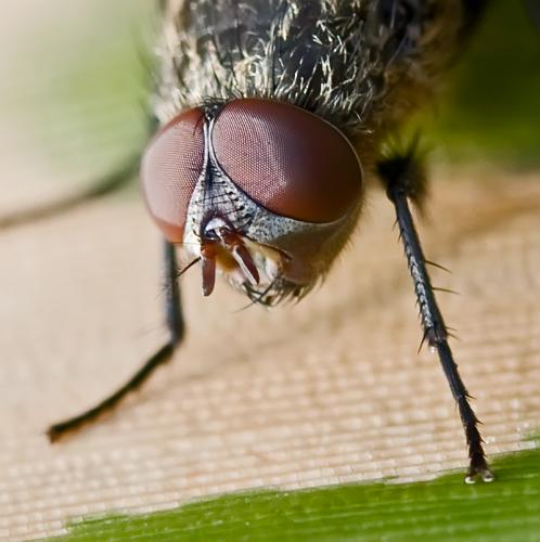 Pollenia sp.