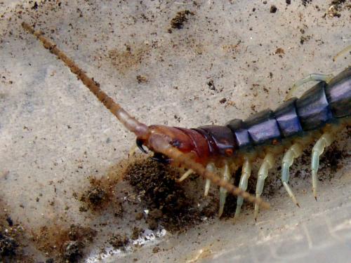 Otostigminae
